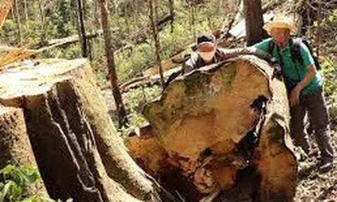 Bắt 3 lâm tặc liên quan đến vụ triệt hạ rừng Bạch Tùng cổ thụ